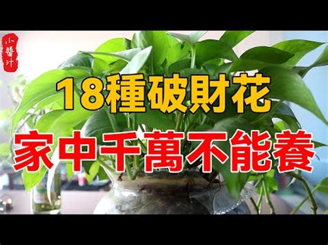 萬年青放門口|萬年青擺放風水禁忌：怎樣擺放才能招財進寶？【萬年。